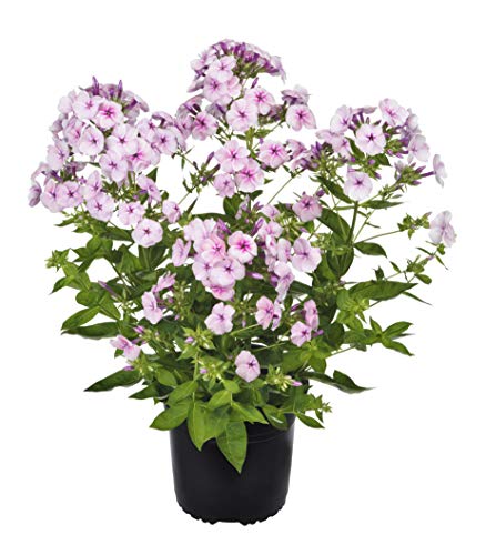 Volcano® Soft Pink with Dark Eye Garden Phlox in black pot