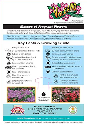 Volcano® Soft Pink with Dark Eye Garden Phlox plant facts