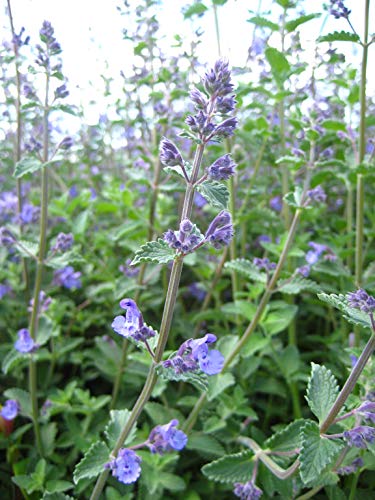 Walkers Low Catmint flower close up
