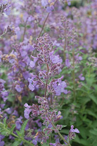 Walkers Low Catmint flower focus