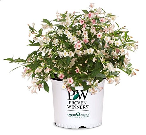 Weigela Sonic Bloom® Pearl