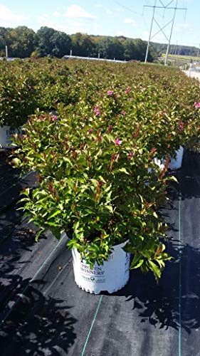 Weigela florida Snippet™ Dark Pink