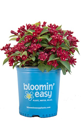 Weigela x Maroon Swoon™ on branded pot