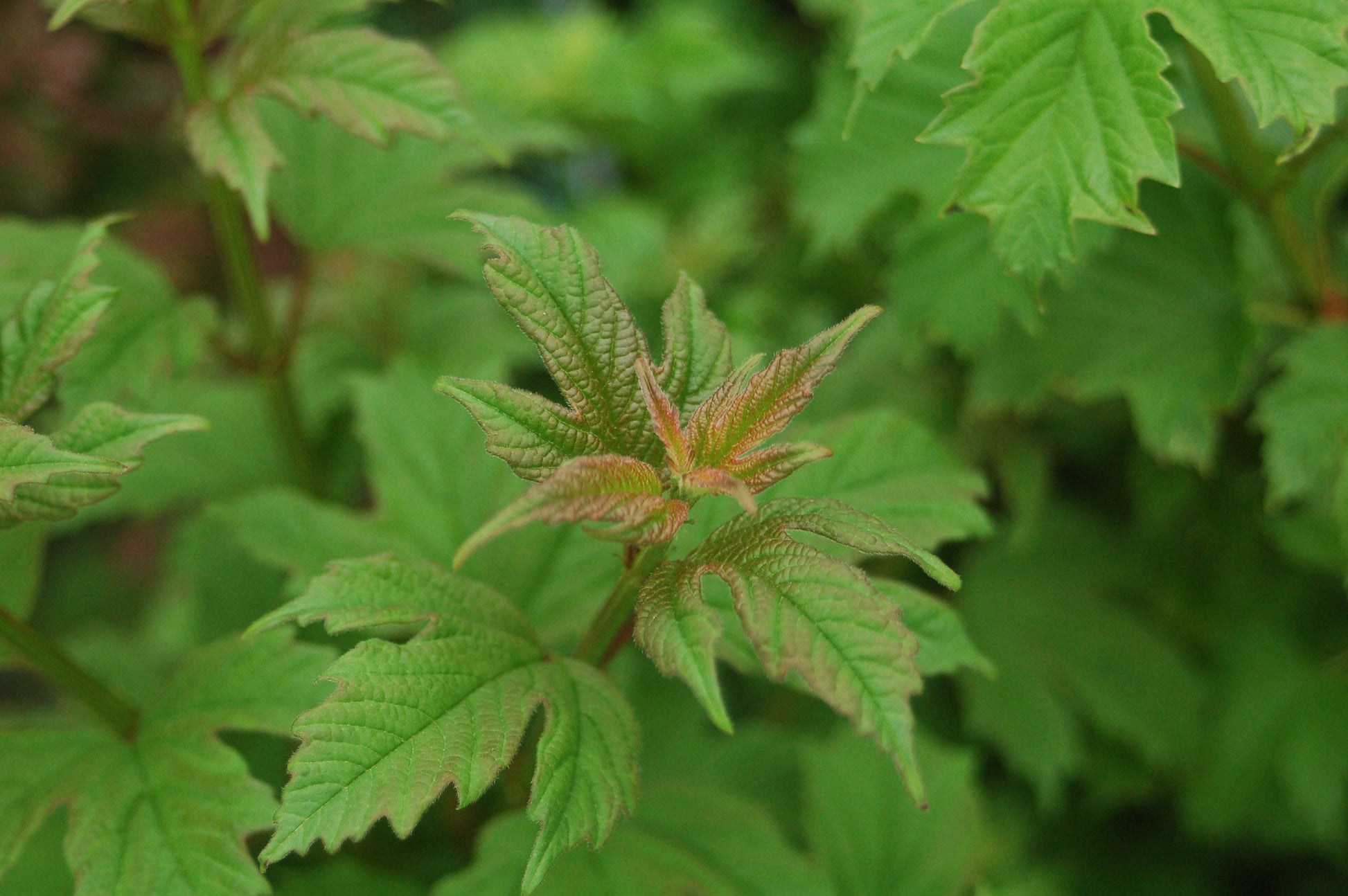 Wentworth Viburnum foliage close up