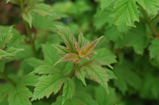 Wentworth Viburnum foliage close up
