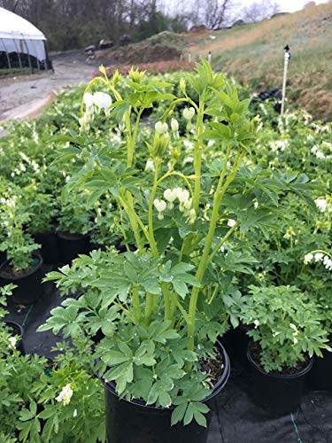 White Bleeding Heart with white blooms