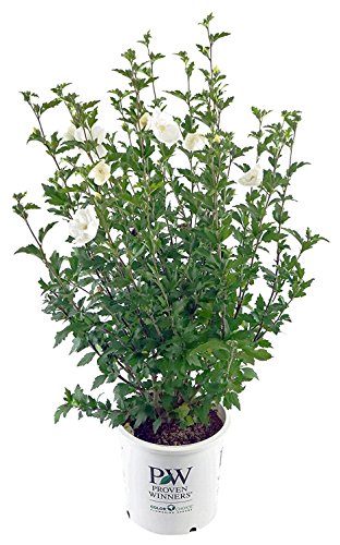 White Chiffon® Rose of Sharon in branded pot