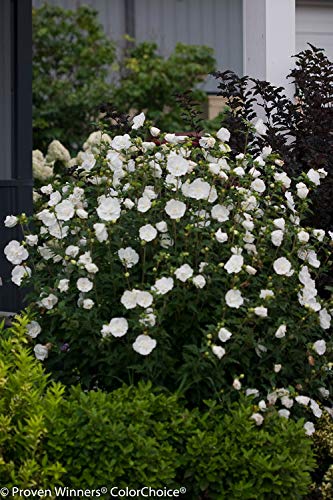 White Chiffon® Rose of Sharon in front yard