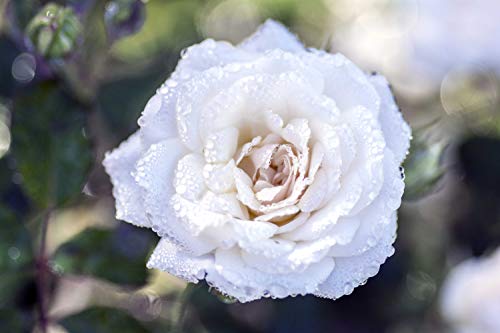 White Drift® Rose close-up
