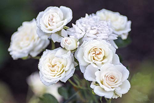 White Drift® Rose close-up of white double blooms.