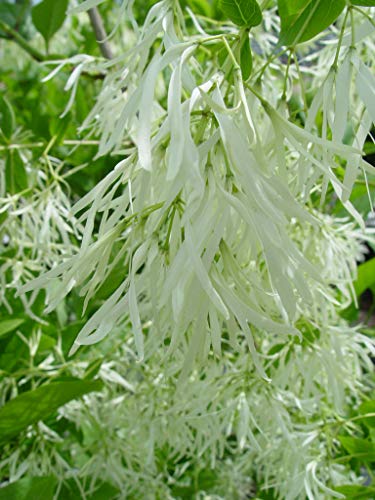 White Fringetree flower
