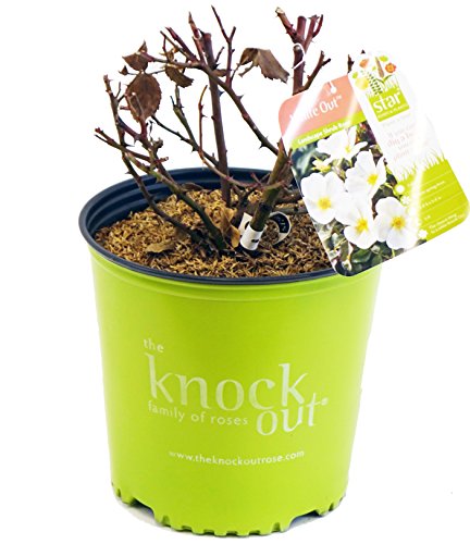 White Knock Out® Rose cuttings with plant tag