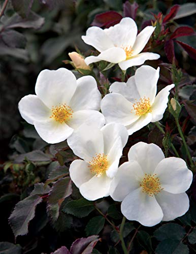 White Knock Out® Rose white flower close up