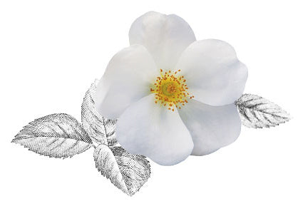 White Knock Out® Rose white flower petals