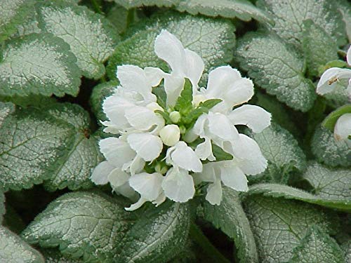 White Nancy Deadnettle silvery foliage and white flower