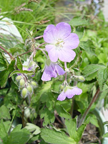 Wild Geranium flower focus