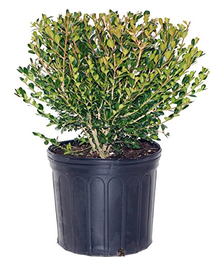 Winter Gem Boxwood in pot