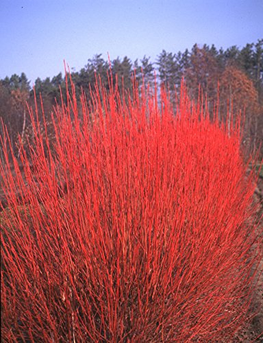 Winter red twigs of Cardinal dogwood against background