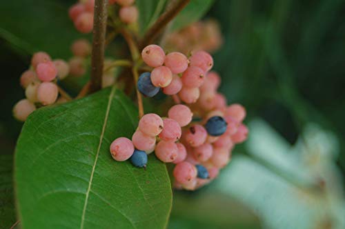 Winterthur Witherod Viburnum berries