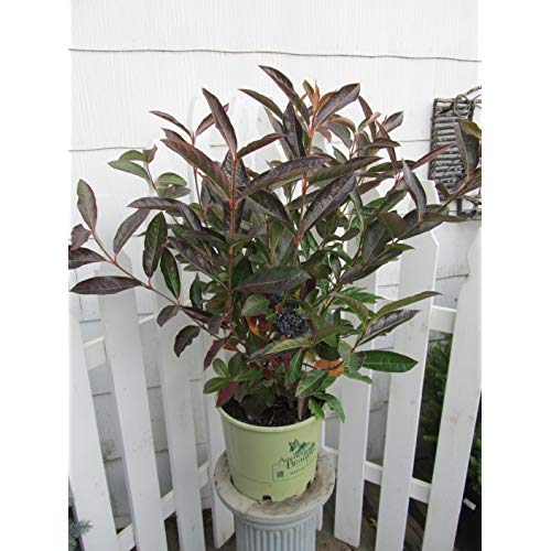 Winterthur Witherod Viburnum in garden planter