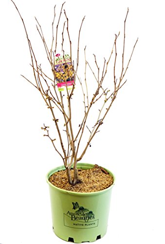 Witchhazel plant trunk and branches