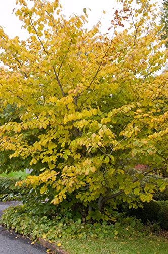 Witchhazel shrub with yellow strap‑like fall flowers