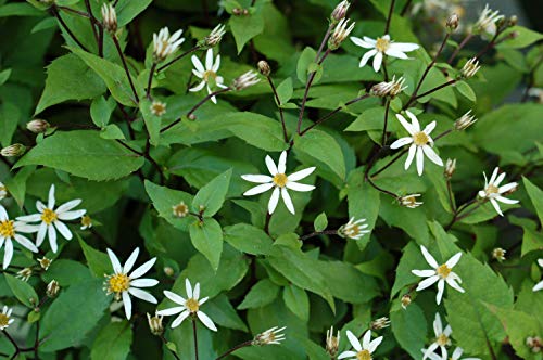 Woodland Aster flowering with small white and yellow on circle flowers