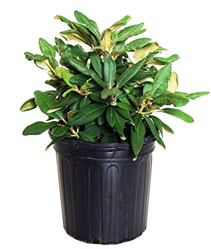 Yaku Prince Rhododendron in pot