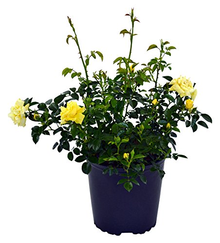 Yellow Flower Carpet Rose with yellow flower growing in planter