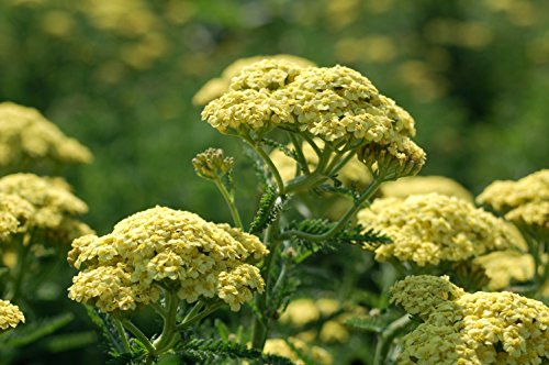 Yellow cluster yarrow flowers on green foliage plant