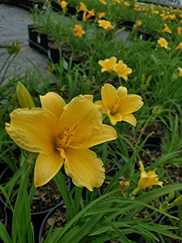 Yellow daylily flowers blooming in pots at a plant nursery