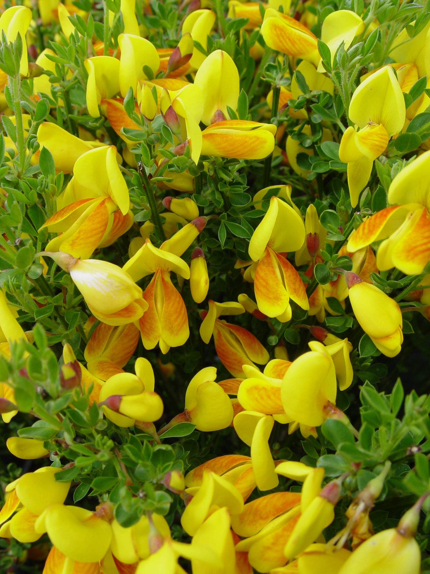 Yellow flowers with orange centers in a garden setting, likely representing the Madame Butterfly Scotchbroom plant.