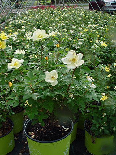 Yellow rose blossoms of Sunny Knock Out® against green shrub foliage