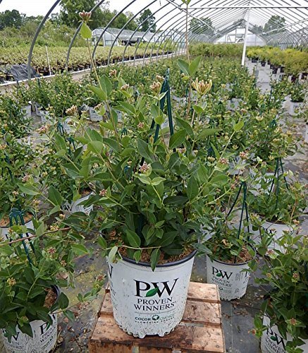 Yellow trumpet‑shaped honeysuckle blossoms cluster