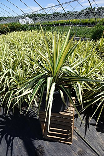 Yucca filamentosa Color Guard