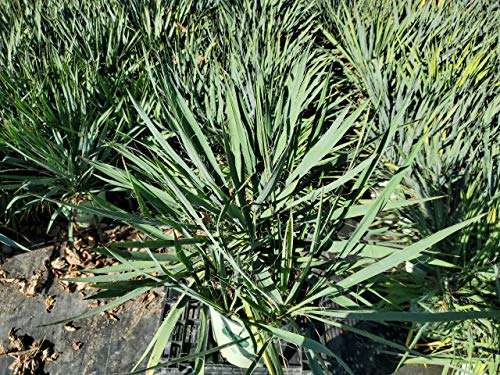Yucca filamentosa Excalibur