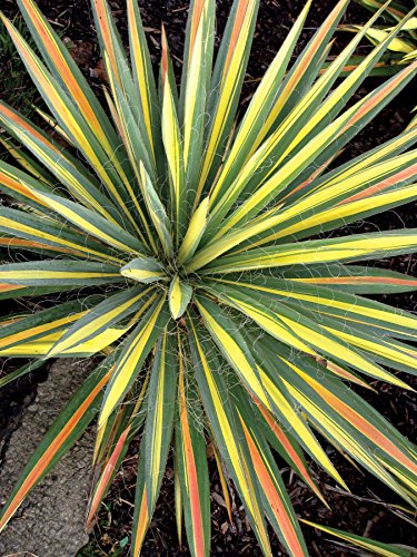 Yucca shrub in full form showing dense rosette of leaves from a central crown