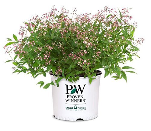 Yuki Cherry Blossom® Deutzia in branded pot
