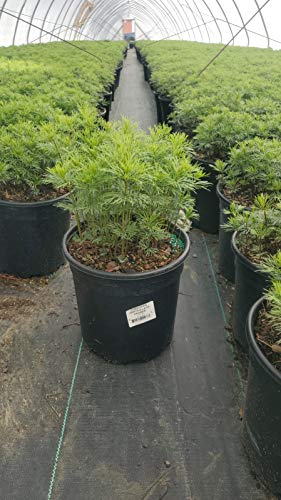 Zagreb Tickseed in black pot on the nursery setting