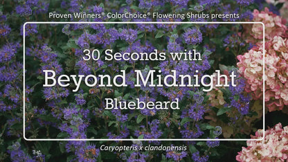 Beyond Midnight® Bluebeard