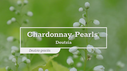 Chardonnay Pearls® Deutzia