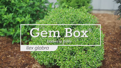 Gem Box® Inkberry holly