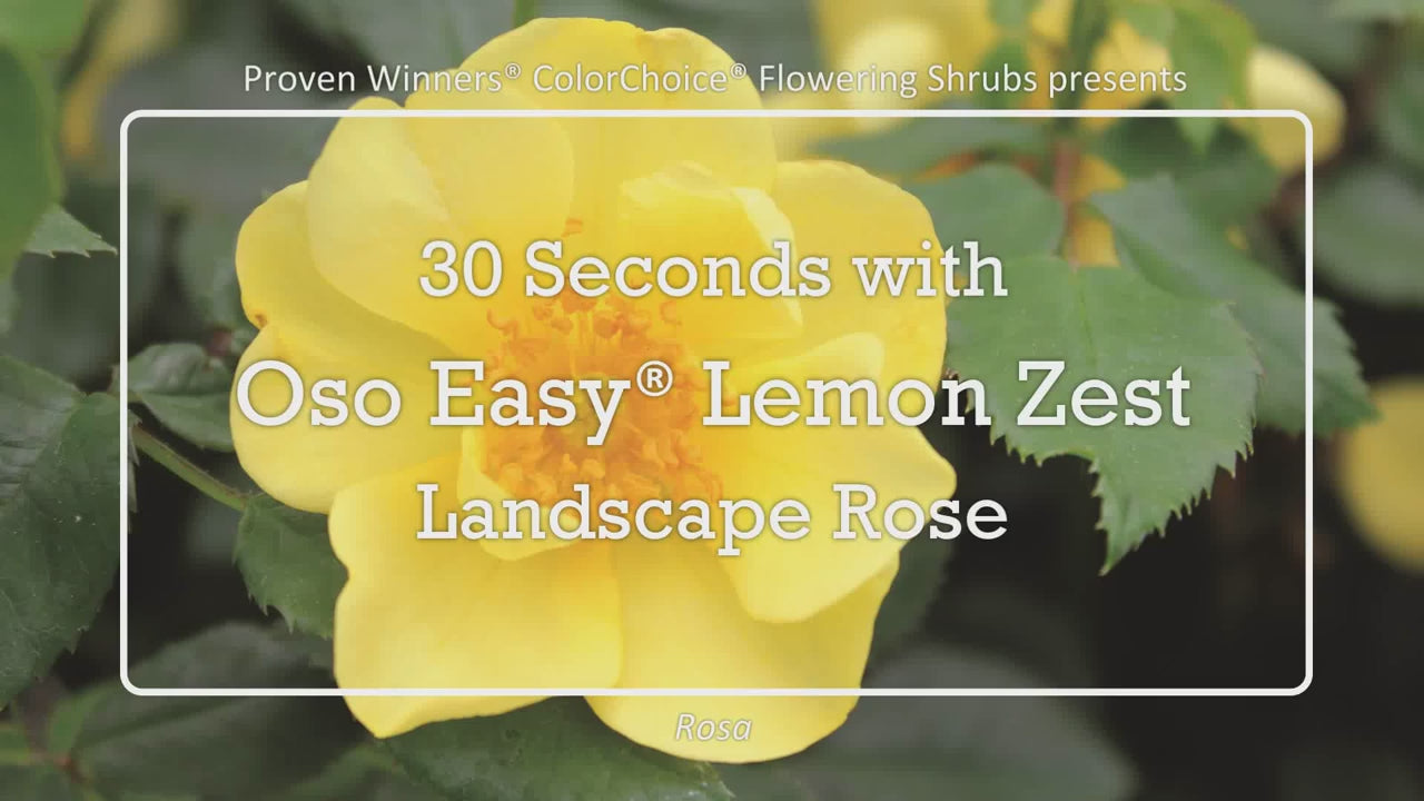 Oso Easy Lemon Zest® Rosa – Green Promise Farms