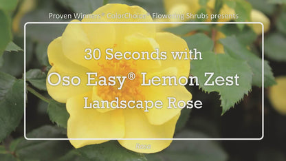 Oso Easy Lemon Zest® Rosa