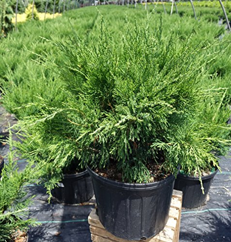 bushy Sea Green Juniper in the garden