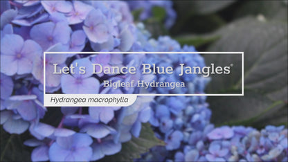 Let's Dance® Blue Jangles® Reblooming hydrangea