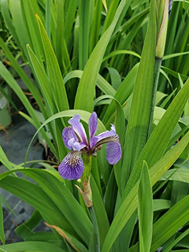 close-up of blue-violet Iris versicolor flowers
