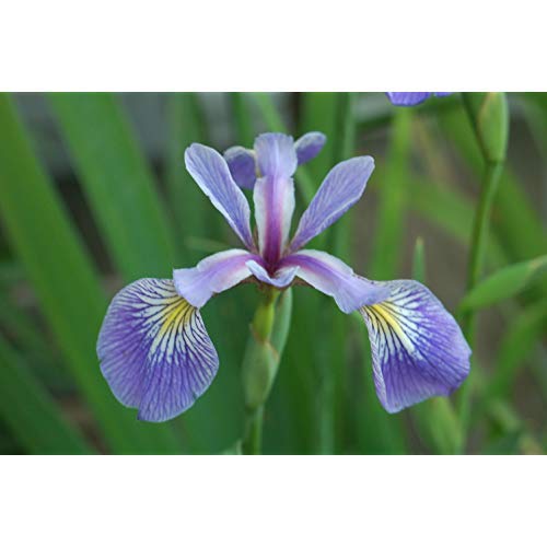 close-up of blue-violet Iris versicolor flowers with yellow and white markings at the petal bases