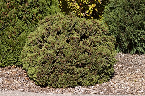 compact globe-shaped arborvitae plant