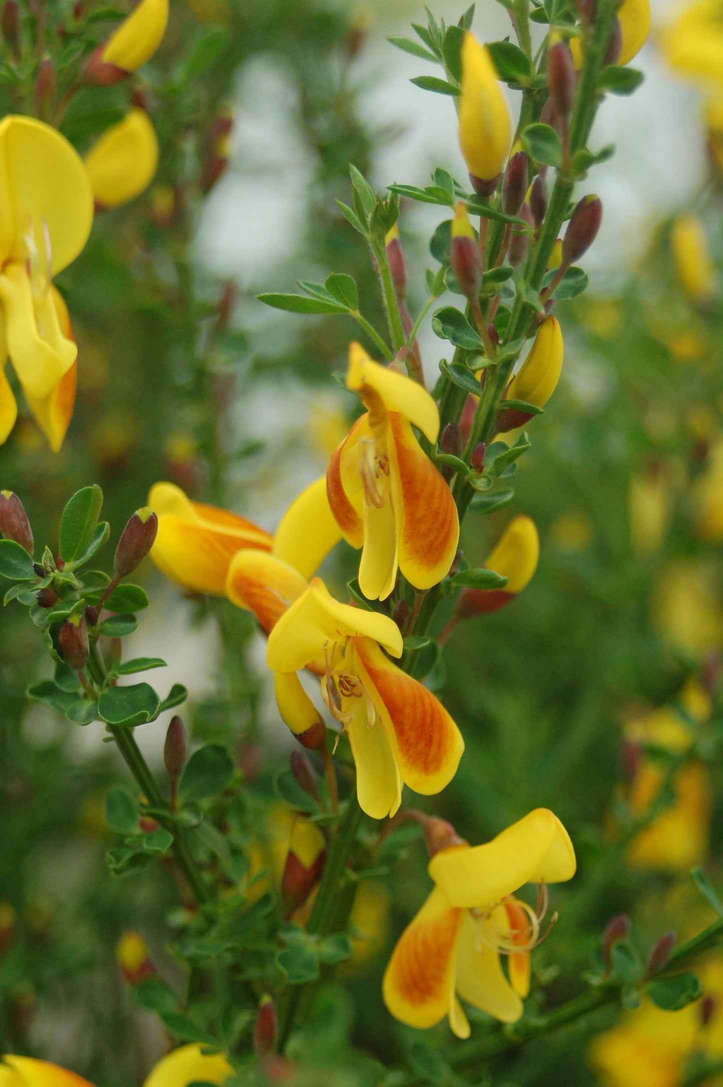 Madame Butterfly Scotchbroom